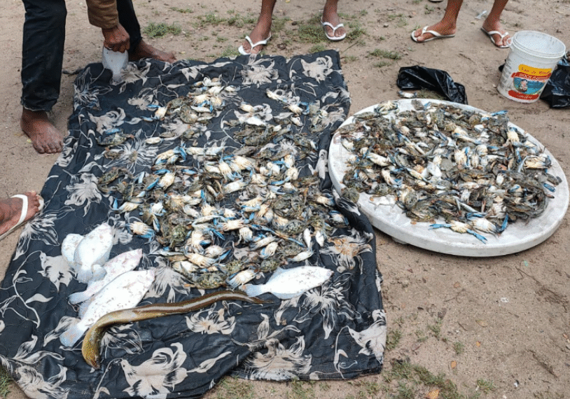 Morte de peixes e mariscos volta a ser registrada em Paripe