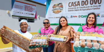 Morpará ganha unidade de mel e classificadora de ovos para fortalecer agricultura familiar