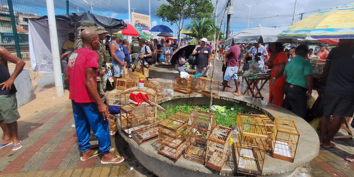 Coppa resgata 21 aves silvestres na Feira do Rolo, na Baixa do Fiscal
