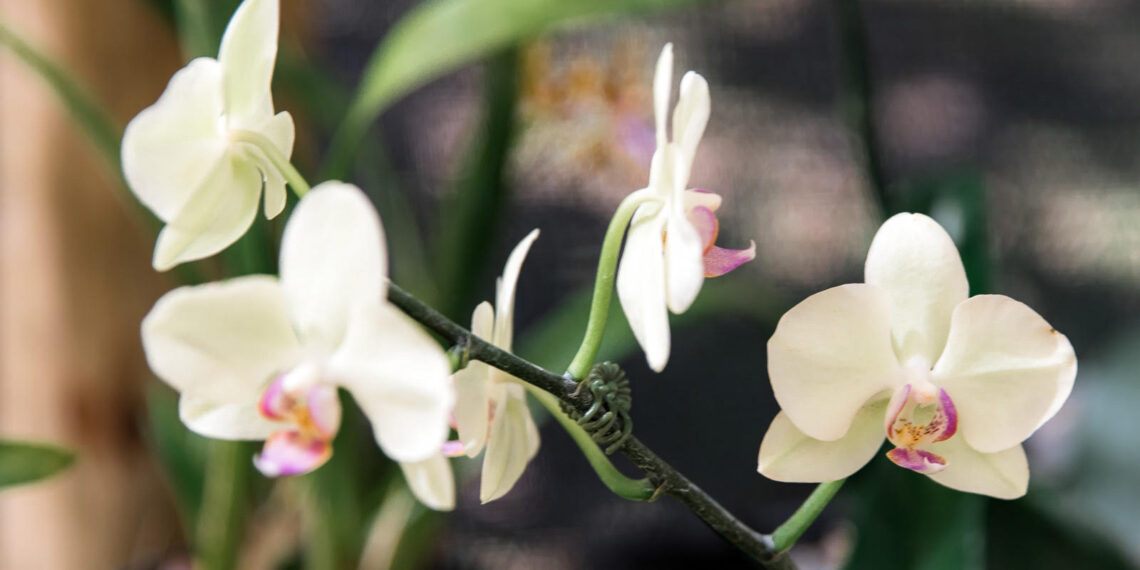 Orquidário ganha edição especial de Dia das Mães no Shopping Itaigara