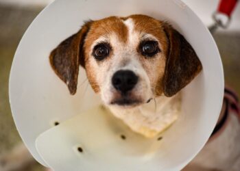 Hospital Público Veterinário de Salvador reforça que abandono de animais é crime