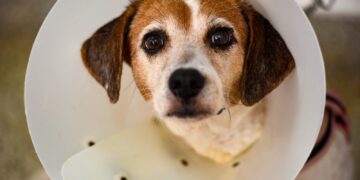 Hospital Público Veterinário de Salvador reforça que abandono de animais é crime