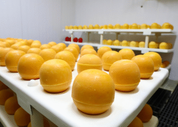 Agroindústria de leite fortalece cadeia produtiva e gera oportunidades em Tapiramutá