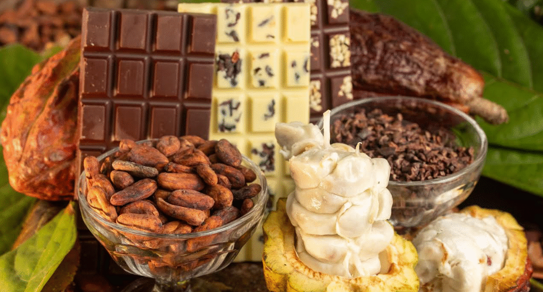 Agricultura familiar da Bahia celebra nova lei que amplia a transparência no chocolate e fortalece a cacauicultura