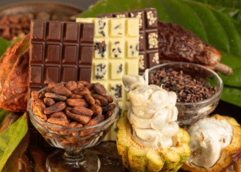 Agricultura familiar da Bahia celebra nova lei que amplia a transparência no chocolate e fortalece a cacauicultura