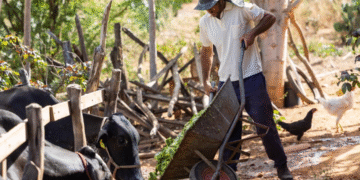 Investimento de R$ 2,9 milhões impulsiona cadeia leiteira no interior da Bahia