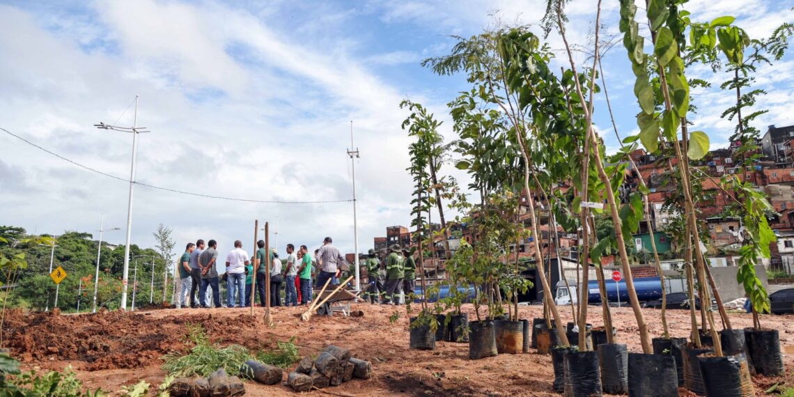 Salvador ganha primeira microfloresta urbana com mais de mil mudas plantadas