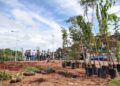 Salvador ganha primeira microfloresta urbana com mais de mil mudas plantadas