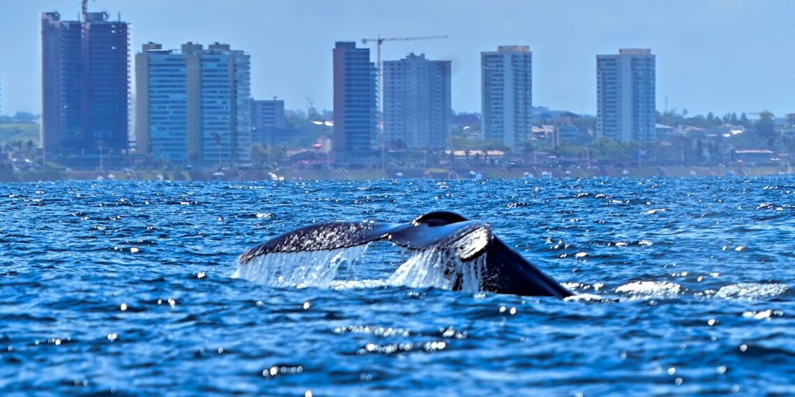 Prefeitura lança temporada das baleias-jubarte e fortalece Salvador como destino do turismo de natureza