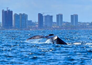 Prefeitura lança temporada das baleias-jubarte e fortalece Salvador como destino do turismo de natureza