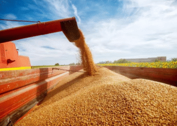 Conab: Estimativa aponta para uma produção de 360,8 milhões de toneladas na safra 2025/26